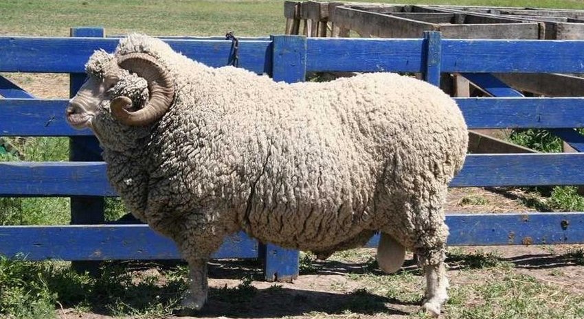 Ставропольська порода овець Ставропольська порода овець