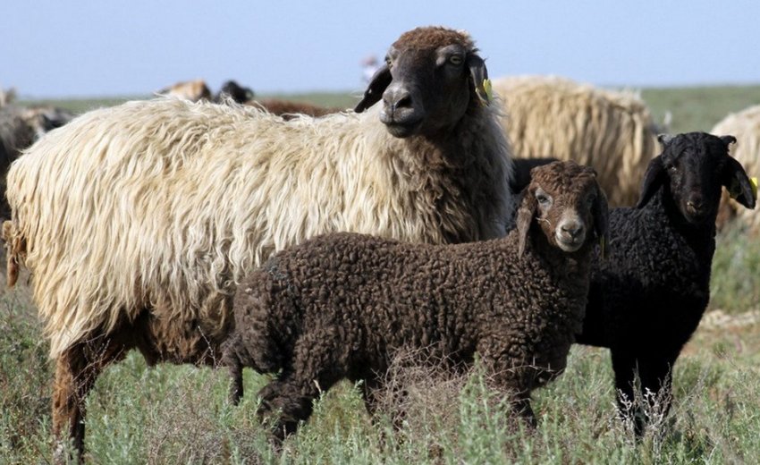 Каракульська порода овець Каракульська порода овець