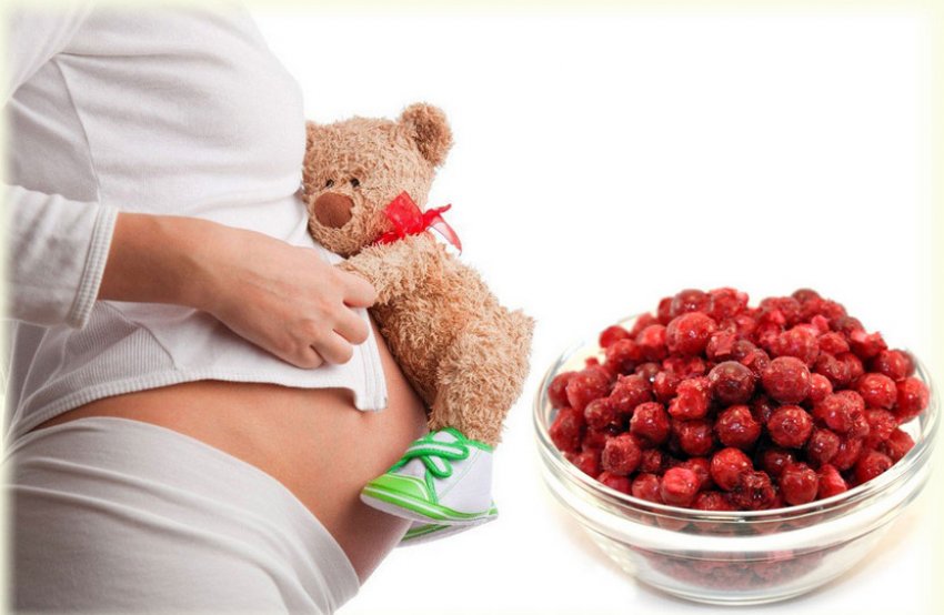 Брусниця при вагітності Брусниця при вагітності