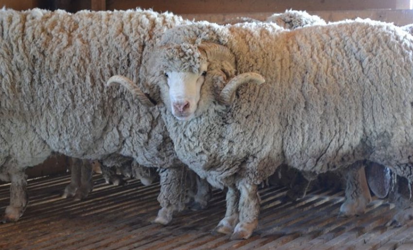 Грозненська вівця Грозненська вівця