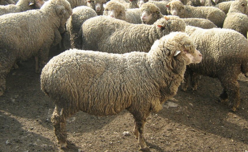 Тушинська порода овець Тушинська порода овець