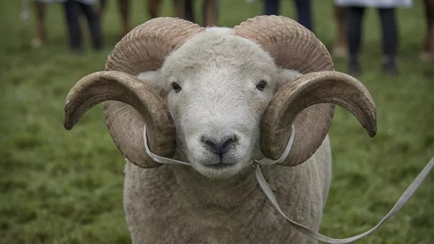 Цигайська порода овець Цигайська порода овець