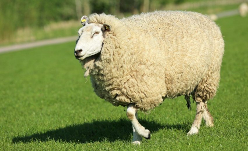 Куйбишевська порода овець Куйбишевська порода овець