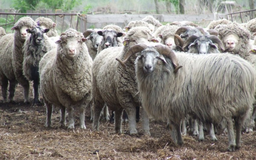 Кавказька порода овець Кавказька порода овець