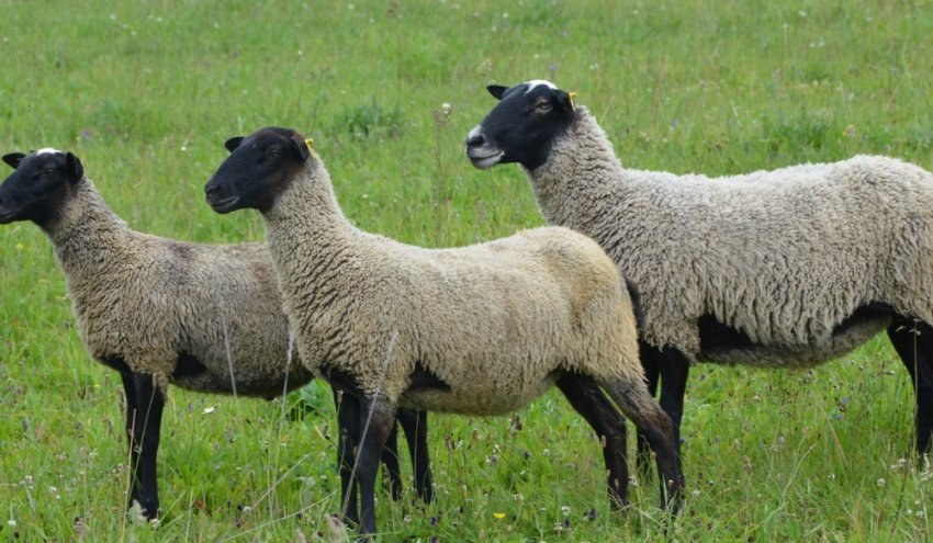 Романівська порода овець Романівська порода овець
