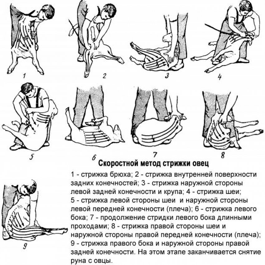 Стрижка овець