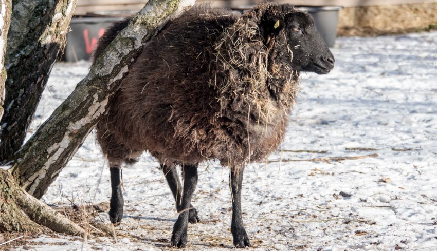 Померанська порода овець Померанська порода овець