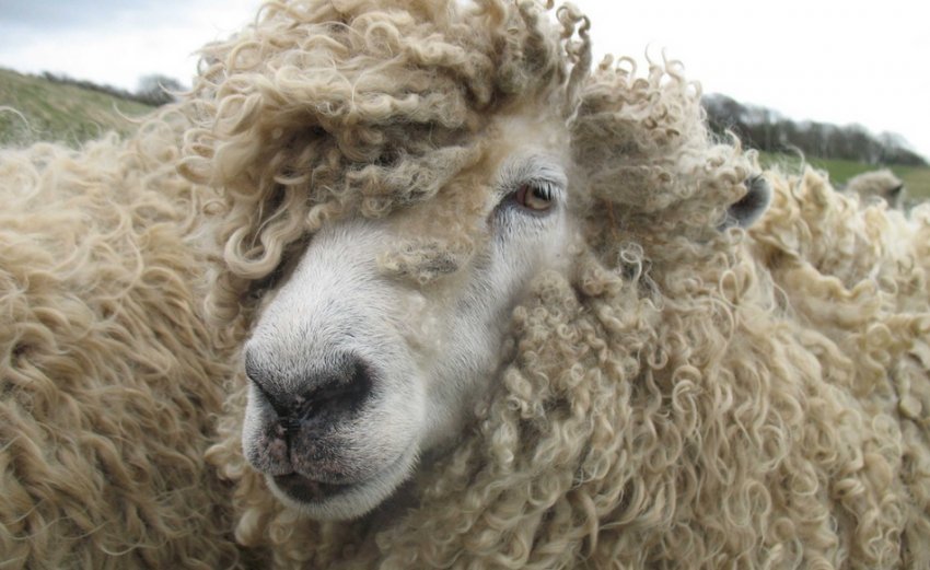 Вівця Лінкольн Вівця Лінкольн