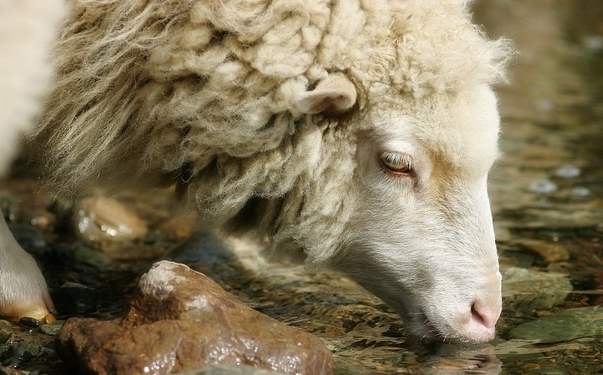Овечка п`є воду Овечка п`є воду