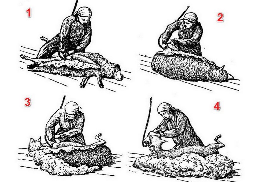 Стрижка овець Стрижка овець