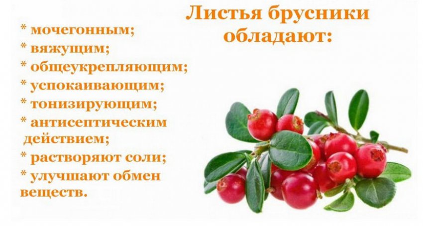 Корисні властивості листя брусниці Корисні властивості листя брусниці