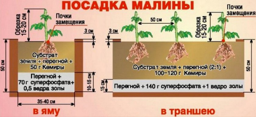 Посадка малины Посадка малины