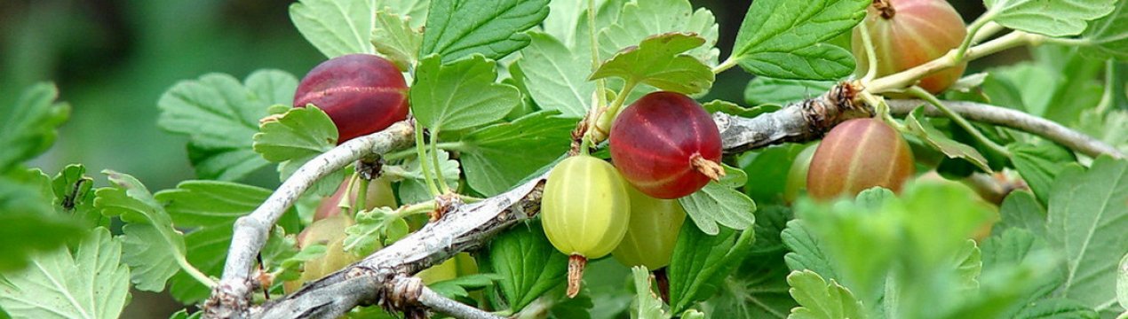 какую почву любит крыжовник при посадке. картинка какую почву любит крыжовник при посадке. какую почву любит крыжовник при посадке фото. какую почву любит крыжовник при посадке видео. какую почву любит крыжовник при посадке смотреть картинку онлайн. смотреть картинку какую почву любит крыжовник при посадке.