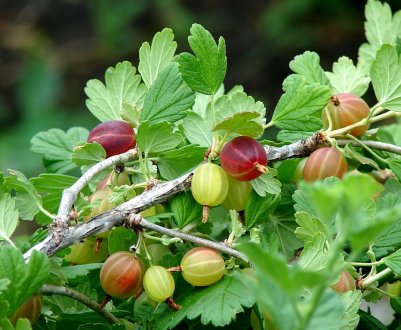 Кислотність грунту для посадки агрусу