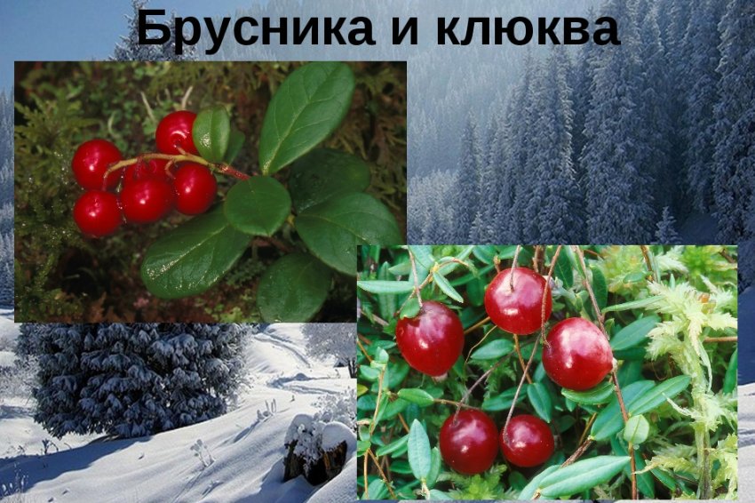 чем отличаются брусника и клюква. Смотреть фото чем отличаются брусника и клюква. Смотреть картинку чем отличаются брусника и клюква. Картинка про чем отличаются брусника и клюква. Фото чем отличаются брусника и клюква