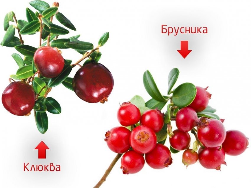 чем отличаются брусника и клюква. Смотреть фото чем отличаются брусника и клюква. Смотреть картинку чем отличаются брусника и клюква. Картинка про чем отличаются брусника и клюква. Фото чем отличаются брусника и клюква