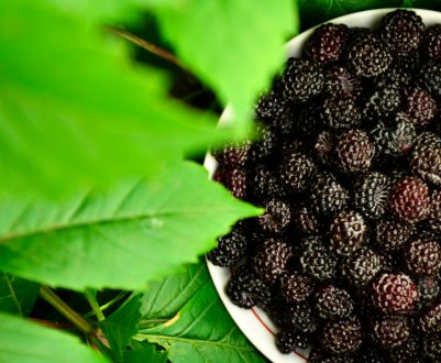 Як виглядає чорна малина, види, особливості вирощування, врожайність