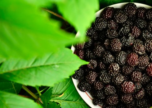 Як виглядає чорна малина, види, особливості вирощування, врожайність