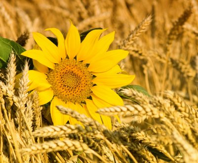 Літні заморозки не завадили розвитку російських посівів