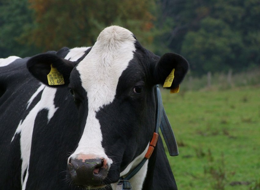 На нижегородських просторах стало більше «кучерявого і рогатих»