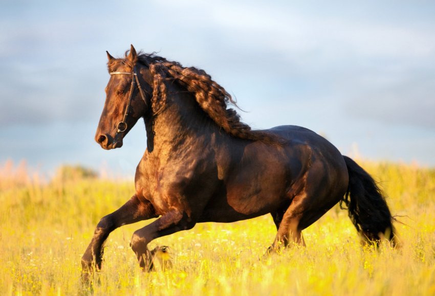 На нижегородських просторах стало більше «кучерявого і рогатих»