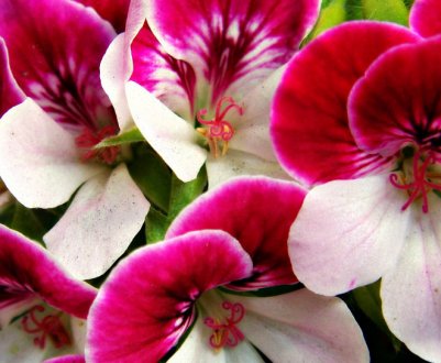 Як використовувати герань від болю у вусі