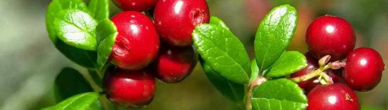 Використання брусниці при лікуванні набряків