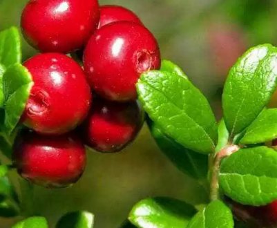 Використання брусниці при лікуванні набряків