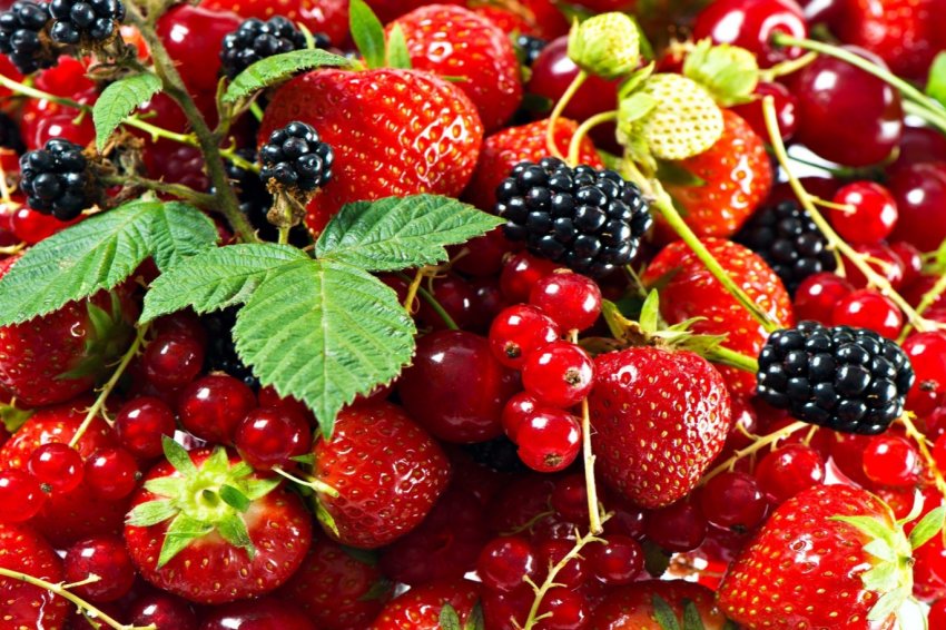 Волинський фермер вирощує ягоди за німецькою технологією