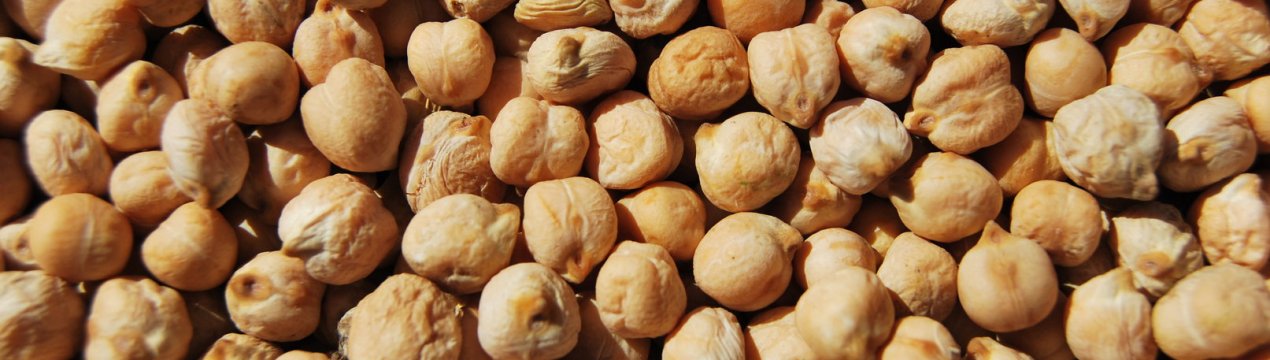 Нут сорти Приво 1: властивості, використання