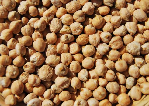 Нут сорта Приво 1: свойства, использование