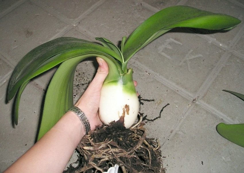 Цибулина гемантуса белоцветковая Цибулина гемантуса белоцветковая