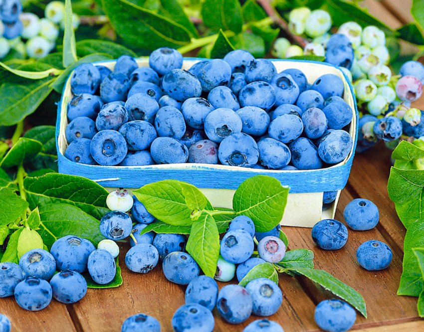 Волинський фермер вирощує ягоди за німецькою технологією