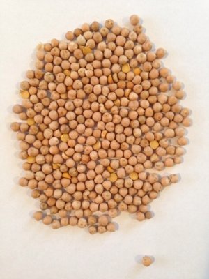 Насіння нуту Приво 1