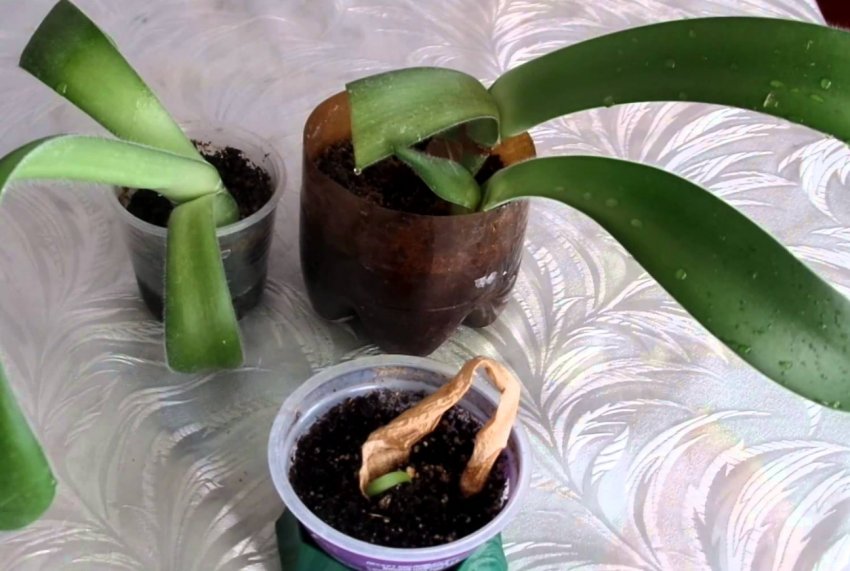 Розмноження черешками листків Розмноження черешками листків