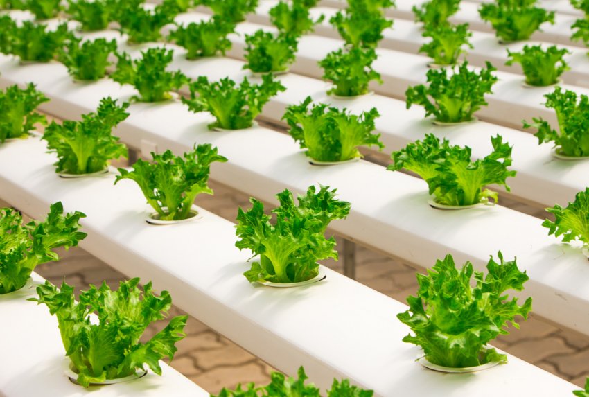 Сибіряки навчать арктичних агрономів вирощувати рослини без землі