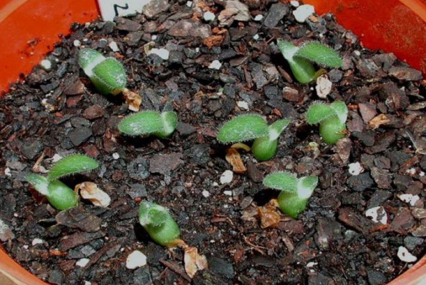 Розмноження насінням Розмноження насінням