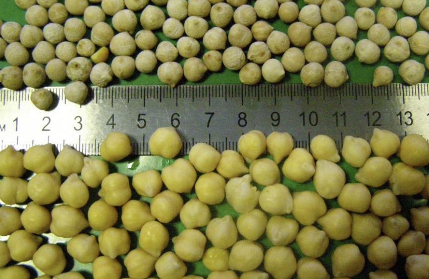 Насіння нуту Приво 1