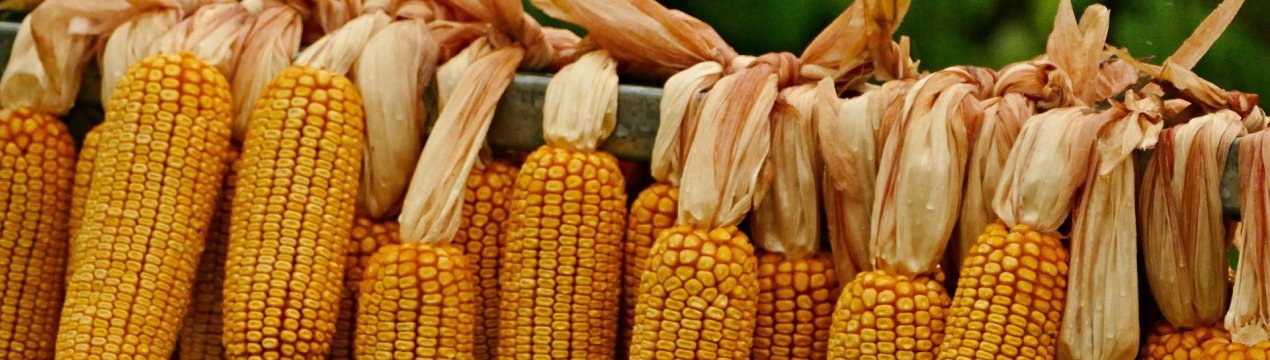 Зростання внутрішніх цін на кукурудзу «урізає» бразильських виробників м'яса