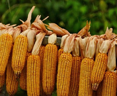 Зростання внутрішніх цін на кукурудзу «урізає» бразильських виробників м'яса