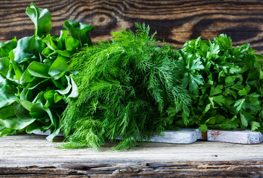 Столичні городи потопають у салатної зелені Столичні городи потопають у салатної зелені