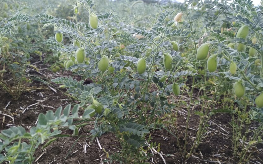 Вирощування нуту