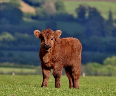 Чуваські скотарі приступили до роботи з ембріонами