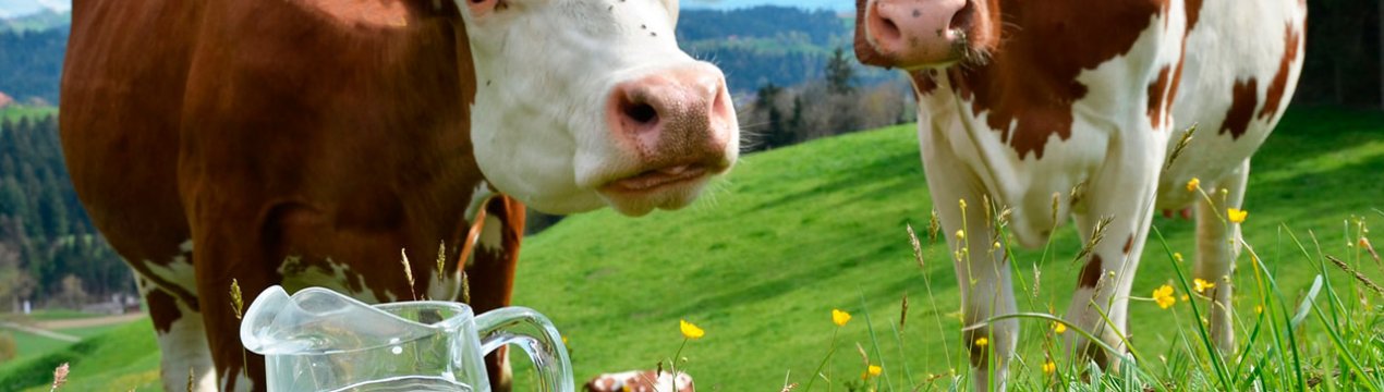 Удмуртські корови стали давати більше молока