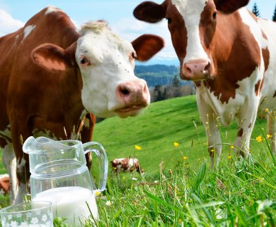 Удмуртські корови стали давати більше молока