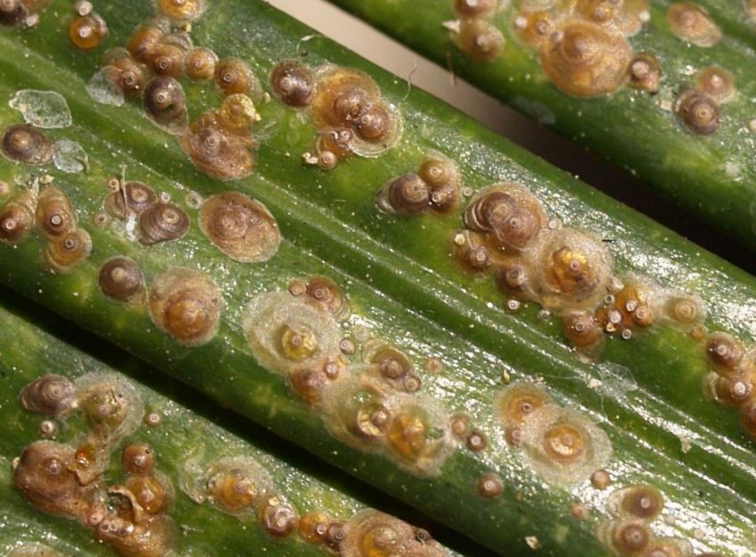 Щитівка Щитівка