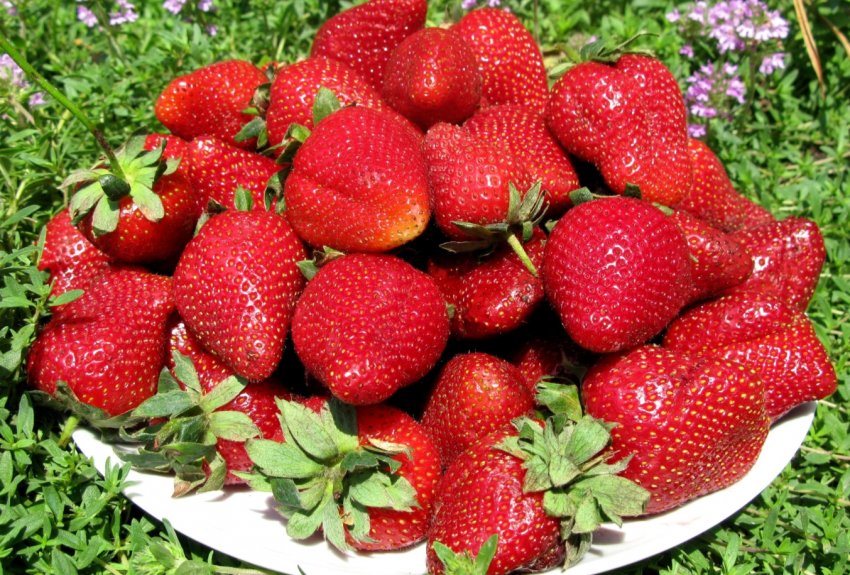 Думка експерта: чому московська полуниця дорожче краснодарської