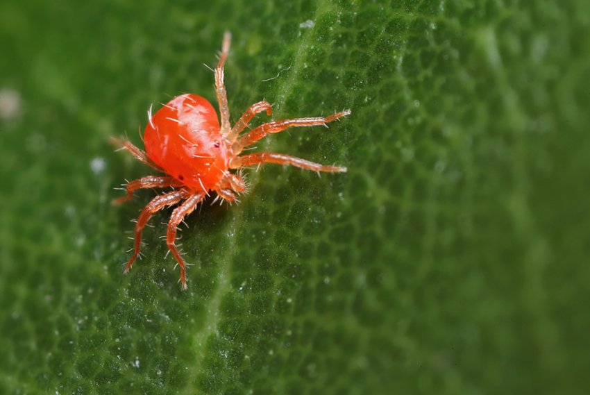 Червоний павутинний кліщ Червоний павутинний кліщ