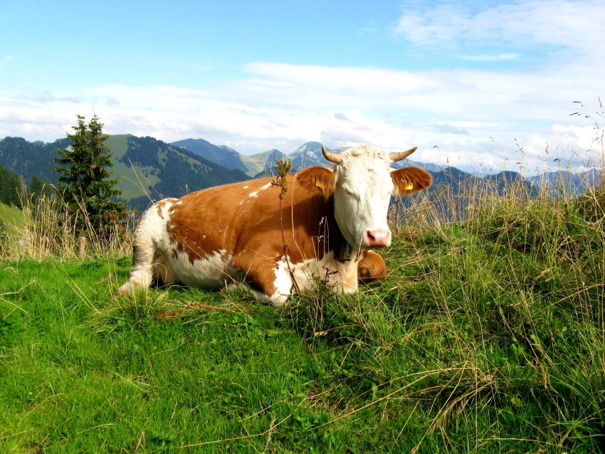 Сахалінські корови вирушили в «літні табори»