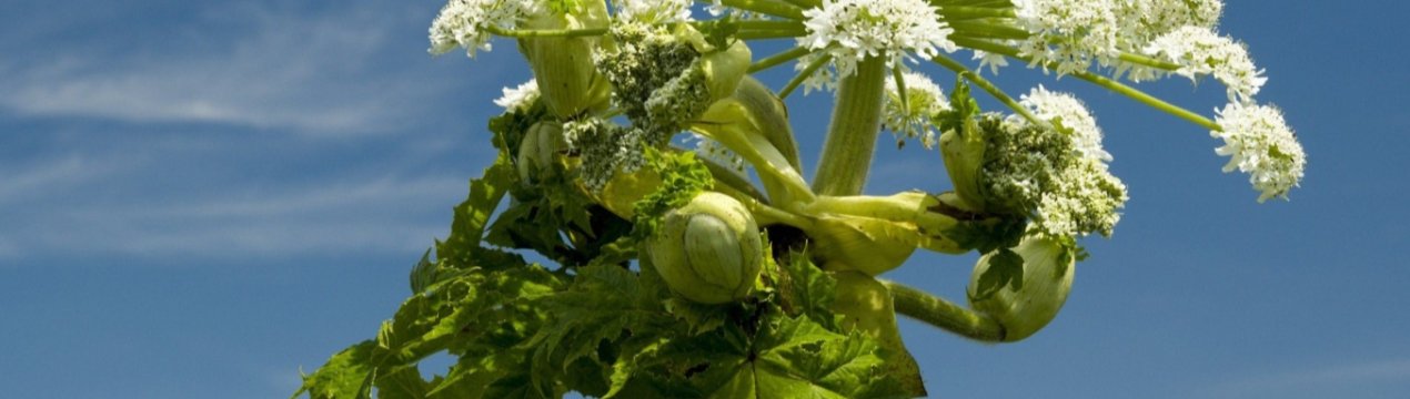 «Винищувачі борщівника» в Татарстані забагато на себе взяли